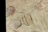 Ordovician Euloma Trilobite - Zagora, Morocco #141855-1